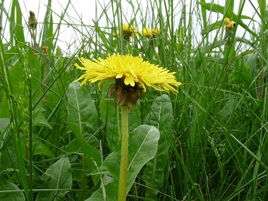 nutri-lawn-weeds-dandelion